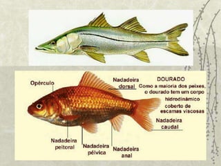 PEIXES ÓSSEOSEsqueleto ósseoBoca anteriorPresença de opérculo e bexiga natatóriaCorpo geralmente coberto por escamas de origem dérmica (Ciclóide e ctenóide), podendo outros apresentar pele lisa e couroSistema digestivo completo, terminando em ânusReprodução com fecundação externa e desenvolvimento indireto (alevino)Ovíparos