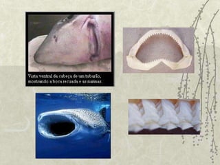 PEIXES PULMONADOSPossuem todas as características dos peixes ósseos, pois eles também são peixes ósseos, porém sua bexiga natatório é utilizada como um pulmão primitivo, auxiliando na respiração, já que suas brânquias sofreram um certo atrofiamento.