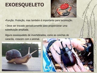 Endoesqueleto: presente nos equinodermos e vertebrados.EXOESQUELETO Função: Proteção, mas também é importante para locomoção.