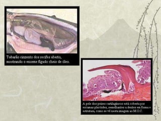 PEIXES CARTILAGINOSOSEsqueleto de cartilagemBoca ventralNão apresentam opérculo e bexiga natatóriaFígado bastante oleosoCorpo coberto por escamas de origem dermoepidérmicas (Placóide)Reprodução com fecundação interna(órgão copulador-CLÁSPER) e desenvolvimento diretoOvovivíparos ou vivíparos