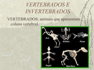 ENDOESQUELETO É formado no interior do corpo;