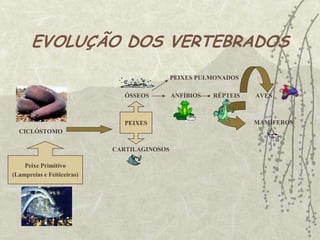  Função de suporte, proteção reserva de cálcio e fósforo.VERTEBRADOS E INVERTEBRADOSVERTEBRADOS: animais que apresentam coluna vertebral. 