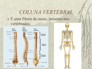 VERTEBRADOS E INVERTEBRADOSINVERTEBRADOS: são animais que não possuem coluna vertebral.