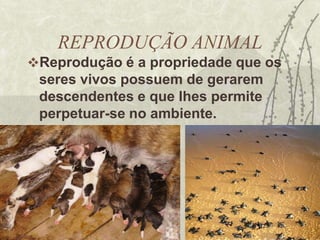 EVOLUÇÃO DOS VERTEBRADOS                                                                                                      PEIXES PULMONADOS                                                                         ÓSSEOS              ANFÍBIOS        RÉPTEIS          AVES                                                                                                                                                            MAMÍFEROS      CICLÓSTOMO                                                                                                                                                                                                                                                                                                                                                                                                                                          CARTILAGINOSOSPEIXESPeixe Primitivo(Lampreias e Feiticeiras)