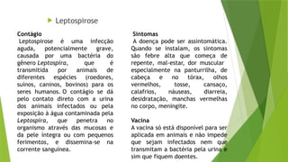  Leptospirose
Sintomas
A doença pode ser assintomática.
Quando se instalam, os sintomas
são febre alta que começa de
repente, mal-estar, dor muscular
especialmente na panturrilha, de
cabeça e no tórax, olhos
vermelhos, tosse, cansaço,
calafrios, náuseas, diarreia,
desidratação, manchas vermelhas
no corpo, meningite.
Vacina
A vacina só está disponível para ser
aplicada em animais e não impede
que sejam infectados nem que
transmitam a bactéria pela urina e
sim que fiquem doentes.
Contágio
Leptospirose é uma infecção
aguda, potencialmente grave,
causada por uma bactéria do
gênero Leptospira, que é
transmitida por animais de
diferentes espécies (roedores,
suínos, caninos, bovinos) para os
seres humanos. O contágio se dá
pelo contato direto com a urina
dos animais infectados ou pela
exposição à água contaminada pela
Leptospira, que penetra no
organismo através das mucosas e
da pele íntegra ou com pequenos
ferimentos, e dissemina-se na
corrente sanguínea.
 
