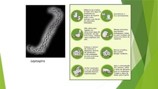 Leptospira
 