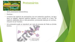 Protozoários
 Seres unicelulares heterotróficos;
 Protistas ;
 A maioria das espécies de protozoários vive em ambientes aquáticos, de água
doce ou salgada. Algumas espécies habitam a terra úmida ou a lama. Há
espécies adaptadas para a vida parasitária, provocando doenças em animais,
inclusive no ser humano;
 Um protozoário pode se reproduzir por meio do processo de fissão ou divisão
binária;
 