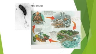 Vibrio cholerae
 