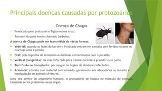 Principais doenças causadas por protozoários
Doença de Chagas
 Provocada pelo protozoário Trypanosoma cruzi;
 Transmitido pelo inseto chamado barbeiro;
A doença de Chagas pode ser transmitida de várias formas:
 Vetorial: quando as fezes do barbeiro infectado entram em contato com feridas na pele ou
mucosas após a picada.
 Oral: pela ingestão de alimentos ou bebidas contaminadas com o parasita.
 Vertical (congênita): da mãe infectada para o bebê durante a gravidez ou o parto.
 Transfusão ou transplante: por sangue ou órgãos de doadores infectados.
 Acidental: contato com material contaminado, geralmente em laboratórios ou durante a
manipulação de animais silvestres.
Uma vez dentro do organismo humano, o protozoário se instala no músculo do coração,
causando sérios problemas nesse órgão.
 