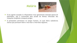 Malária
 O seu agente causador é o Plasmodium vivax (geralmente chamado apenas de
plasmódio), que é transmitido pela picada de fêmeas infectadas dos
mosquitos Anopheles (mosquito-prego).
 O protozoário permanece no sangue humano, no qual libera substâncias
tóxicas que provocam febre e mal-estar a intervalos regulares.
 