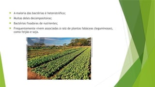  A maioria das bactérias é heterotrófica;
 Muitas deles decompositoras;
 Bactérias fixadoras de nutrientes;
 Frequentemente vivem associadas à raiz de plantas fabáceas (leguminosas),
como feijão e soja.
 