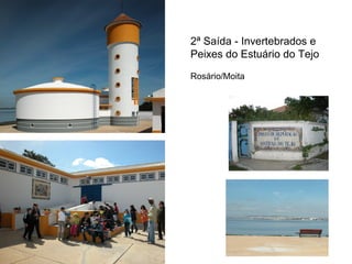 2ª Saída - Invertebrados e
Peixes do Estuário do Tejo

Rosário/Moita
 