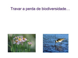 Travar a perda de biodiversidade…

  Sob a Presidência Irlandesa, a CE publicou na Primavera de 2006 a
comunicação:


      “Halting the loss of Biodiversity by 2010 - and beyond
      Sustaining ecosystem services for human well-being”
 