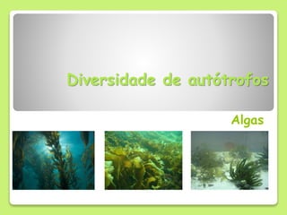 Diversidade de autótrofos
Algas
 