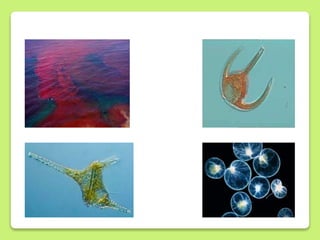  Diatomáceas
• Comum a ambientes de água
doce ou mar;
• A maioria é
autótrofa(clorofila a e c e o
carotenoide fucoxantina...