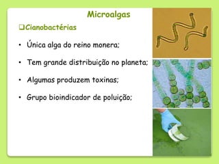 Microalgas
Cianobactérias
• Única alga do reino monera;
• Tem grande distribuição no planeta;
• Algumas produzem toxinas;...