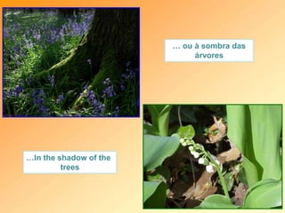 … ou à sombra das
árvores
…In the shadow of the
trees
 