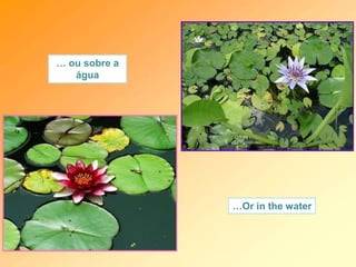 … ou sobre a
água
…Or in the water
 