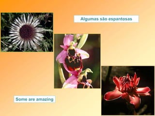 Algumas são espantosas
Some are amazing
 