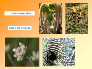 … outras estranhas
Some are strange
 