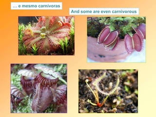 … e mesmo carnívoras
And some are even carnivorous
 