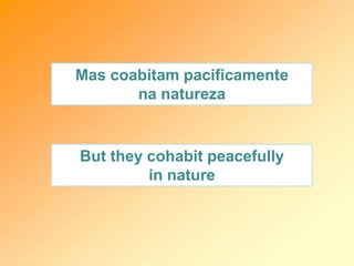 Mas coabitam pacificamente
na natureza
But they cohabit peacefully
in nature
 