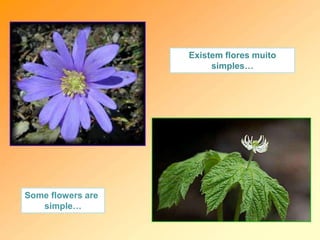 Existem flores muito
simples…
Some flowers are
simple…
 