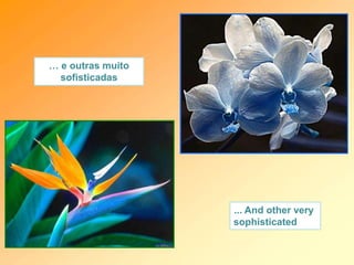 … e outras muito
sofisticadas
... And other very
sophisticated
 