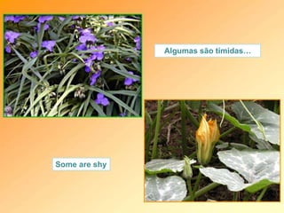 Algumas são tímidas…
Some are shy
 