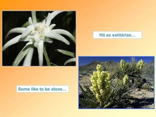 Há as solitárias…
Some like to be alone…
 