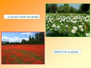 … e as que vivem em grupo
Others live in group
 