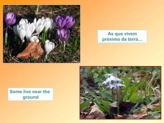 As que vivem
próximo da terra…
Some live near the
ground
 