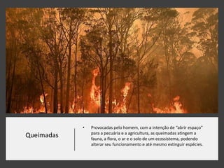 Queimadas
• Provocadas pelo homem, com a intenção de “abrir espaço”
para a pecuária e a agricultura, as queimadas atingem a
fauna, a flora, o ar e o solo de um ecossistema, podendo
alterar seu funcionamento e até mesmo extinguir espécies.
 
