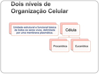 Dois níveis de Organização Celular