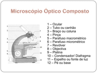 Microscópio Óptico Composto1 – Ocular2 – Tubo ou canhão3 – Braço ou coluna4 – Pinça5 – Parafuso macrométrico6 – Parafuso micrométrico7 – Revólver8 – Objectiva9 – Platina10 – Condensador/ Diafragma11 – Espelho ou fonte de luz12 – Pé ou base