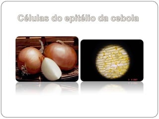 Células do epitélio da cebola