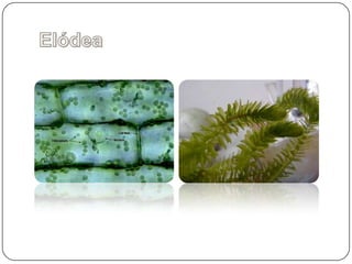 Elódea