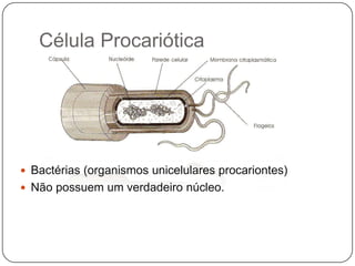 Célula ProcarióticaBactérias (organismos unicelulares procariontes)Não possuem um verdadeiro núcleo.