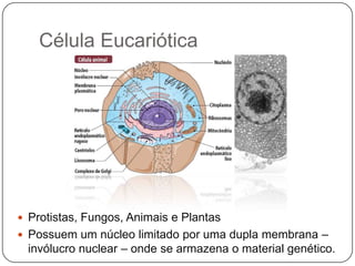 Célula EucarióticaProtistas, Fungos, Animais e PlantasPossuem um núcleo limitado por uma dupla membrana – invólucro nuclear – onde se armazena o material genético.