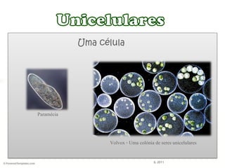 Uma célula
Paramécia
Volvox - Uma colónia de seres unicelulares
IL 2011
