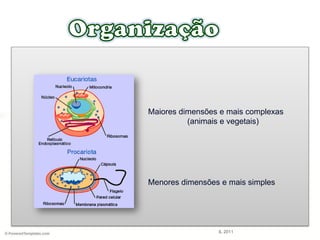 Maiores dimensões e mais complexas
(animais e vegetais)
Menores dimensões e mais simples
IL 2011