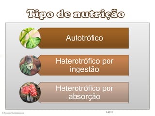 Autotrófico
Heterotrófico por
ingestão
Heterotrófico por
absorção
IL 2011
