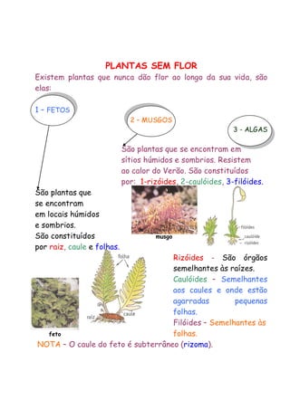 PLANTAS SEM FLOR
Existem plantas que nunca dão flor ao longo da sua vida, são
elas:
1 – FETOS
2 – MUSGOS

3 - ALGAS

São plantas que se encontram em
sítios húmidos e sombrios. Resistem
ao calor do Verão. São constituídos
por: 1-rizóides, 2-caulóides, 3-filóides.
São plantas que
se encontram
em locais húmidos
e sombrios.
São constituídos
por raiz, caule e folhas.

musgo

Rizóides - São órgãos
semelhantes às raízes.
Caulóides – Semelhantes
aos caules e onde estão
agarradas
pequenas
folhas.
Filóides – Semelhantes às
feto
folhas.
NOTA – O caule do feto é subterrâneo (rizoma).

 