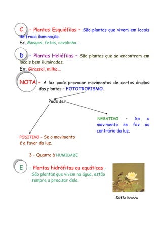 C

- Plantas Esquiófilas –

D

- Plantas Heliófilas –

São plantas que vivem em locais

de fraca iluminação.
Ex. Musgos, fetos, cavalinha...

São plantas que se encontram em

locais bem iluminados.

Ex. Girassol, milho...

NOTA –

A luz pode provocar movimentos de certos órgãos
das plantas – FOTOTROPISMO.
Pode ser

NEGATIVO

–

movimento se
contrário da luz.

Se
faz

POSITIVO – Se o movimento

é a favor da luz.
3 – Quanto à HUMIDADE

E

- Plantas hidrófitas ou aquáticas São plantas que vivem na água, estão
sempre a precisar dela.

Golfão branco

o
ao

 