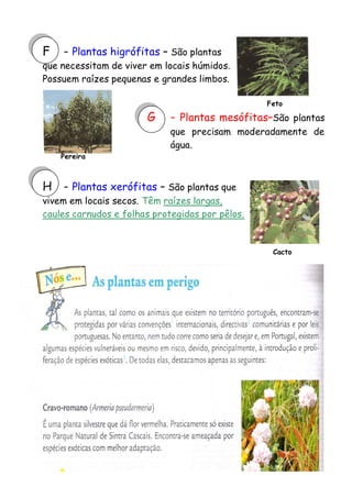F

- Plantas higrófitas – São plantas

que necessitam de viver em locais húmidos.
Possuem raízes pequenas e grandes limbos.

G

Feto

- Plantas mesófitas–São

plantas
que precisam moderadamente de
água.

Pereira

H - Plantas xerófitas – São plantas que

vivem em locais secos. Têm raízes largas,
caules carnudos e folhas protegidas por pêlos.

Cacto

 