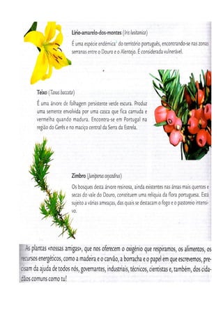 Diversidade nas plantas