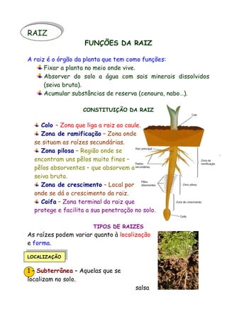 RAIZ

FUNÇÕES DA RAIZ

A raiz é o órgão da planta que tem como funções:
Fixar a planta no meio onde vive.
Absorver do solo a água com sais minerais dissolvidos
(seiva bruta).
Acumular substâncias de reserva (cenoura, nabo…).
CONSTITUIÇÃO DA RAIZ

Colo – Zona que liga a raiz ao caule.
Zona de ramificação – Zona onde
se situam as raízes secundárias.
Zona pilosa – Região onde se
encontram uns pêlos muito finos –
pêlos absorventes – que absorvem a
seiva bruta.
Zona de crescimento – Local por
onde se dá o crescimento da raiz.
Coifa – Zona terminal da raiz que
protege e facilita a sua penetração no solo.
TIPOS DE RAIZES

As raízes podem variar quanto à localização
e forma.
LOCALIZAÇÃO

1 – Subterrânea – Aquelas que se
localizam no solo.
salsa

 
