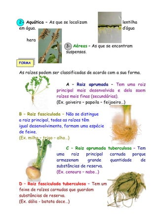 2- Aquática – As que se localizam
em água.

lentilha
d’água

hera
3- Aéreas – As que se encontram
suspensas.
FORMA

As raízes podem ser classificadas de acordo com a sua forma.
A – Raiz aprumada – Tem uma raiz
principal mais desenvolvida e dela saem
raízes mais finas (secundárias).
(Ex. goiveiro – papoila – feijoeiro…)
B – Raiz fasciculada – Não se distingue
a raiz principal, todas as raízes têm
igual desenvolvimento, formam uma espécie
de feixe.
(Ex. milho – trigo – alho…)
C – Raiz aprumada tuberculosa – Tem
uma
raiz
principal
carnuda
porque
armazenam
grande
quantidade
de
substâncias de reserva.
(Ex. cenoura – nabo…)
D – Raiz fasciculada tuberculosa – Tem um
feixe de raízes carnudas que guardam
substâncias de reserva.
(Ex. dália - batata doce…)

 