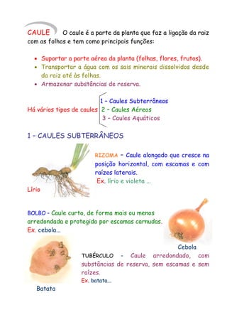 CAULE

O caule é a parte da planta que faz a ligação da raiz
com as folhas e tem como principais funções:
 Suportar a parte aérea da planta (folhas, flores, frutos).
 Transportar a água com os sais minerais dissolvidos desde
da raiz até às folhas.
 Armazenar substâncias de reserva.
1 – Caules Subterrâneos
Há vários tipos de caules 2 – Caules Aéreos
3 – Caules Aquáticos

1 – CAULES SUBTERRÂNEOS
RIZOMA

– Caule alongado que cresce na

posição horizontal, com escamas e com
raízes laterais.
Ex. lírio e violeta ...
Lírio
BOLBO – Caule curto, de forma mais ou menos

arredondada e protegido por escamas carnudas.
Ex. cebola...
Cebola
TUBÉRCULO – Caule arredondado, com
substâncias de reserva, sem escamas e sem
raízes.
Ex. batata...

Batata

 