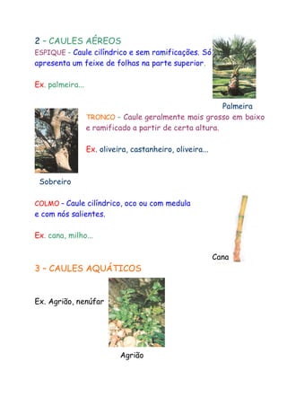 2 – CAULES AÉREOS

ESPIQUE – Caule cilíndrico e sem ramificações. Só

apresenta um feixe de folhas na parte superior.
Ex. palmeira...
Palmeira
TRONCO – Caule geralmente mais grosso em baixo
e ramificado a partir de certa altura.
Ex. oliveira, castanheiro, oliveira...

Sobreiro
COLMO – Caule cilíndrico, oco ou com medula

e com nós salientes.
Ex. cana, milho...
Cana

3 – CAULES AQUÁTICOS
Ex. Agrião, nenúfar

Agrião

 